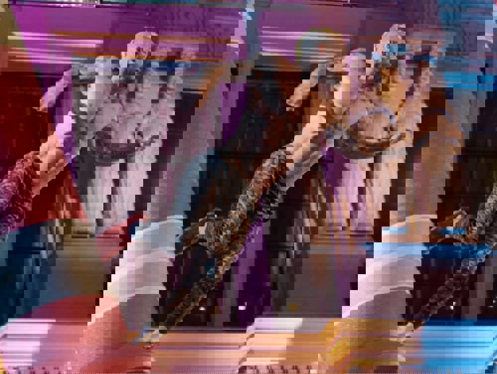 American Ninja Warrior