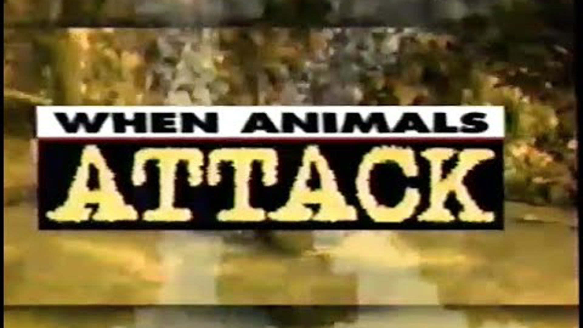 when animals attack image