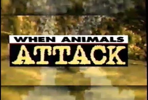 when animals attack image