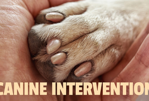 Canine Intervention image
